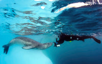 Diver encounters a leopard seal at Astrolabe Island, Antarctica poster print