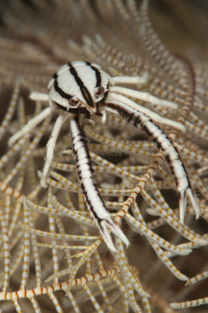 Crinoid Squat Lobster Poster Print - Frontal View on Crinoid Feather Star