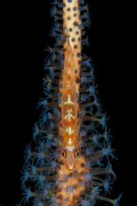 Large Whip Goby on orange and blue whip coral, Tulamben, Bali poster print.