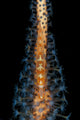 Large Whip Goby on orange and blue whip coral, Tulamben, Bali poster print.