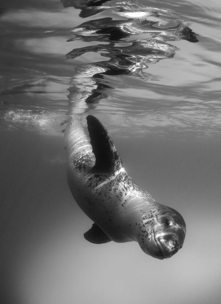 Full-body view of a leopard seal at Astrolabe Island, Antarctica poster print.
