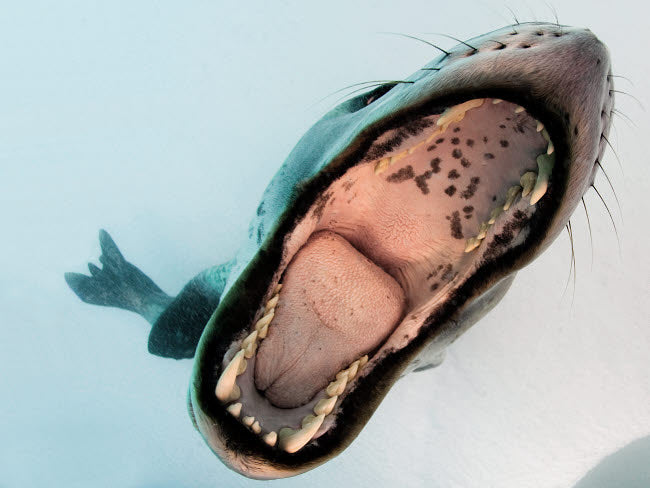 Leopard seal mouthing its own reflection in the camera port, Antarctica poster print by Steve Jones.