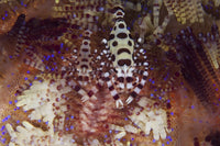 Colorful Coleman Shrimp Poster Print from Komodo National Park, Indonesia.