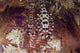 Colorful Coleman Shrimp Poster Print from Komodo National Park, Indonesia.