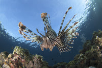 Lionfish facial view poster print from Komodo National Park, Indonesia.
