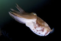 Broadclub cuttlefish (Sepia latimanus) poster print in clear water.
