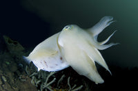 Broadclub cuttlefish underwater print from Komodo National Park, Indonesia.