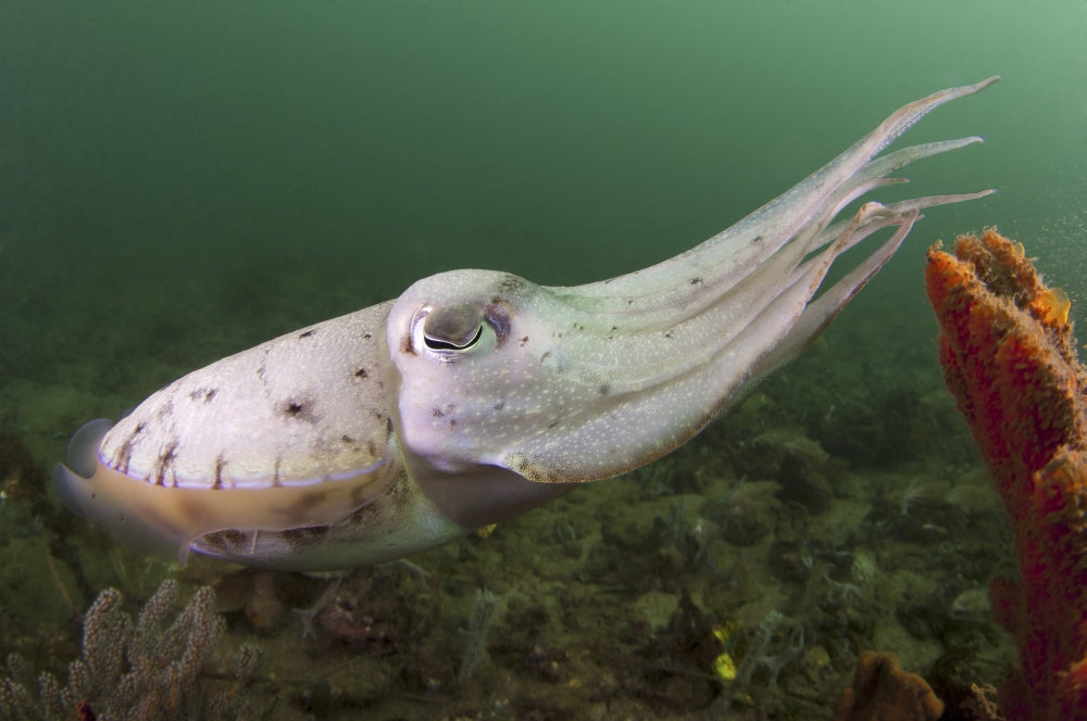 Broadclub cuttlefish poster print featuring vibrant colors and reef background from Komodo National Park.