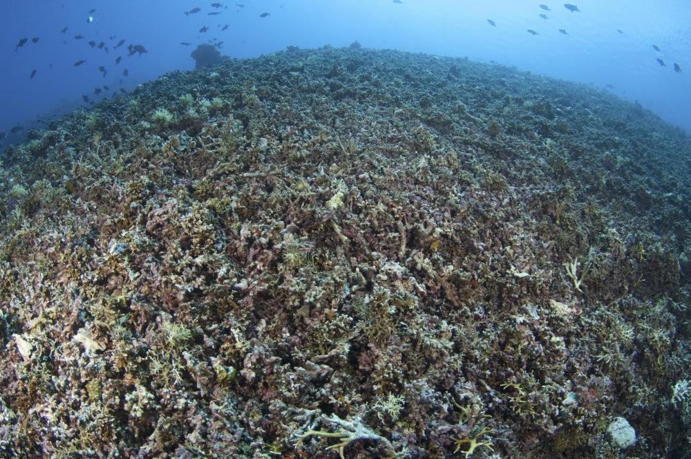 The Effects of Reef Bombing Coral Destruction Poster Print - Komodo National Park