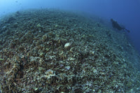 The Effects of Reef Bombing Poster Print showcasing coral destruction in Komodo National Park, Indonesia.