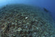 The Effects of Reef Bombing Poster Print showcasing coral destruction in Komodo National Park, Indonesia.