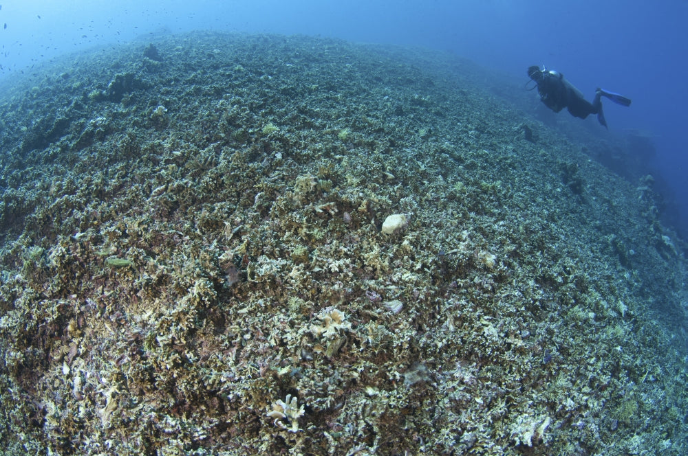 The Effects of Reef Bombing by Dynamite Fishermen Poster Print showing coral destruction in Komodo National Park.