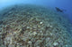 The Effects of Reef Bombing by Dynamite Fishermen Poster Print showing coral destruction in Komodo National Park.