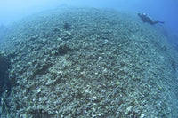 The Effects of Reef Bombing poster print depicting coral destruction in Komodo National Park, Indonesia.