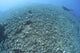 The Effects of Reef Bombing poster print depicting coral destruction in Komodo National Park, Indonesia.
