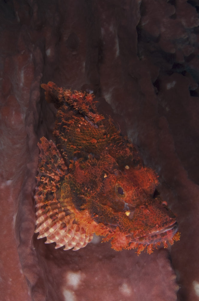 Red tassled scorpionfish camouflaged against pink sponge in Komodo National Park, Indonesia.