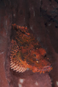 Red tassled scorpionfish camouflaged against pink sponge in Komodo National Park, Indonesia.