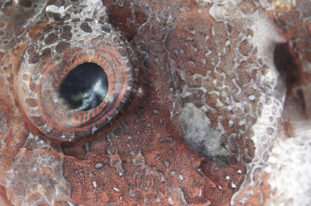 Close-up view of the eye of a tassled scorpionfish from Komodo National Park, Indonesia.