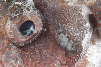 Close-up view of the eye of a tassled scorpionfish from Komodo National Park, Indonesia.