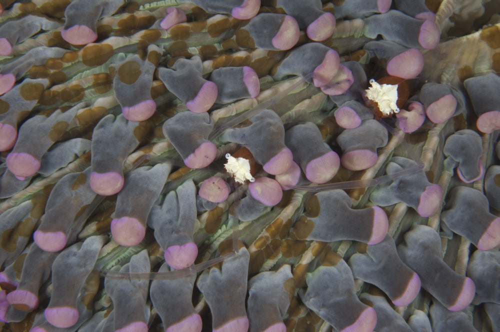 Mushroom Coral Shrimp perched on pink mushroom coral in Komodo National Park.