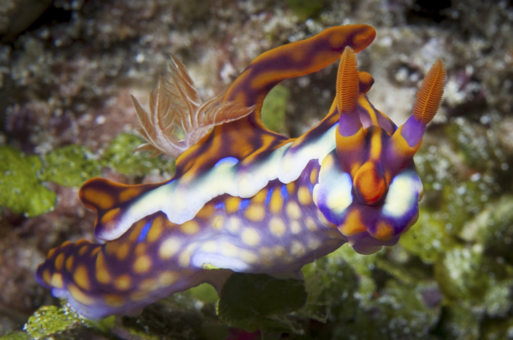 Yellow-Ridged Ceratosoma Nudibranch head-on view poster print from Komodo National Park, Indonesia