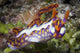 Yellow-Ridged Ceratosoma Nudibranch head-on view poster print from Komodo National Park, Indonesia