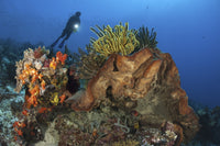 Diver looking at colorful sponges and corals in Komodo seascape poster print.