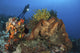 Diver looking at colorful sponges and corals in Komodo seascape poster print.