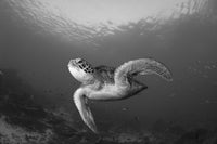 Green Turtle swimming in Komodo National Park poster print.