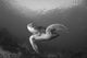 Green Turtle swimming in Komodo National Park poster print.