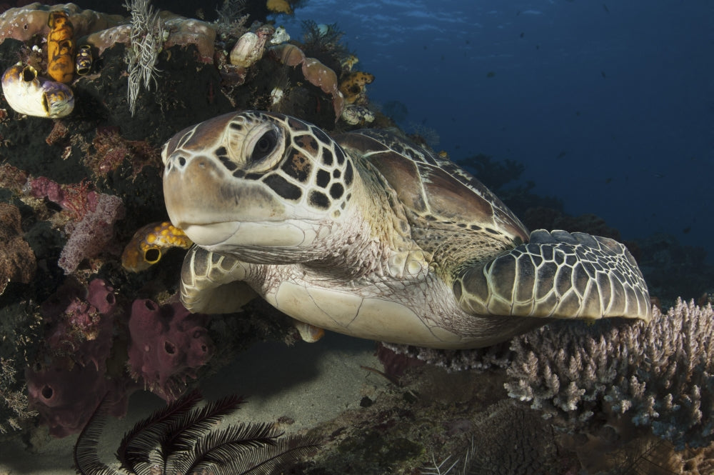 Close-up of a green turtle resting on a reef in Komodo National Park, Indonesia.