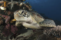 Close-up of a green turtle resting on a reef in Komodo National Park, Indonesia.