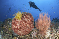 Diver observing colorful sponges and corals in Komodo National Park seascape poster print.