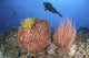Diver observing colorful sponges and corals in Komodo National Park seascape poster print.