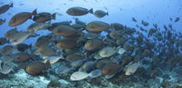 Dense school of yellowmask surgeonfish poster print from Komodo National Park, Indonesia.