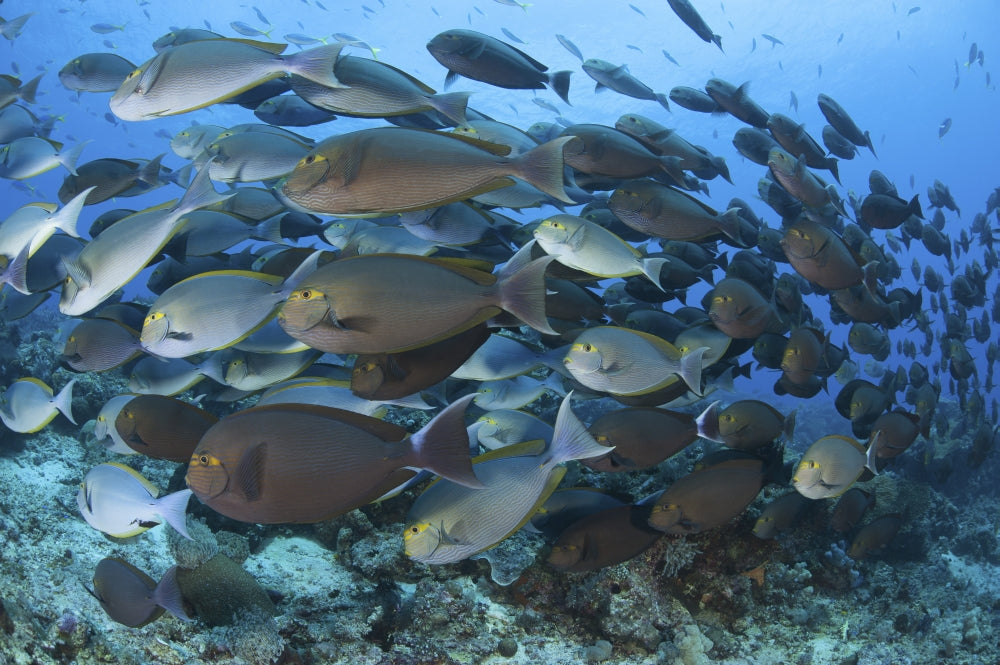 Yellowmask surgeonfish school poster print from Komodo National Park, Indonesia.