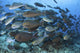 Yellowmask surgeonfish school poster print from Komodo National Park, Indonesia.