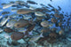 Yellowmask surgeonfish school poster print from Komodo National Park, Indonesia.