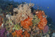 Bright sponges and soft corals in a colorful seascape from Komodo National Park, Indonesia.