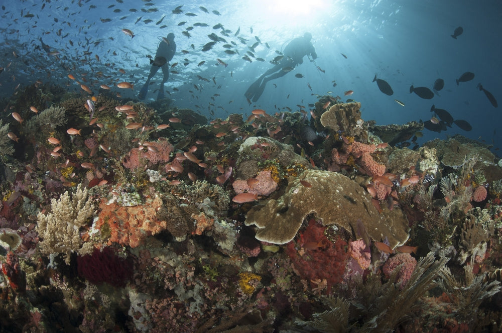 Diver looking at colorful sponges and corals in Komodo National Park seascape poster print.