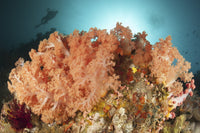 Diver looks at colorful sponges and soft corals in Komodo National Park seascape poster print.