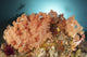 Diver looks at colorful sponges and soft corals in Komodo National Park seascape poster print.