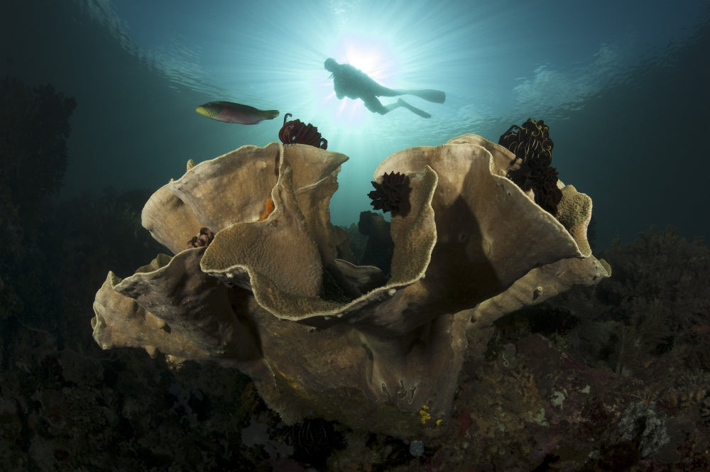 Diver observing colorful coral and sea life in Komodo National Park poster print.