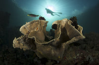 Diver observing colorful coral and sea life in Komodo National Park poster print.