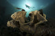Diver observing colorful coral and sea life in Komodo National Park poster print.