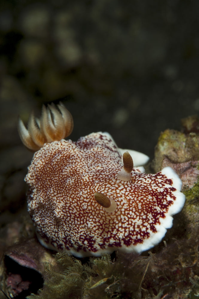 Red-Netted Chromodoris (Chromodoris tinctoria) head/side view poster print.