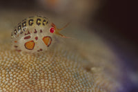 Ladybug Amphipod Cyproidea species side view poster print from Cannibal Rock, Komodo National Park.