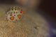 Ladybug Amphipod Cyproidea species side view poster print from Cannibal Rock, Komodo National Park.