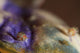 Ladybug Amphipod Cyproidea species poster print side view