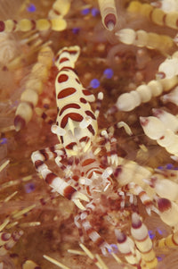 Colorful Coleman Shrimp Poster Print from Komodo National Park, Indonesia.